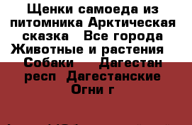 Щенки самоеда из питомника Арктическая сказка - Все города Животные и растения » Собаки   . Дагестан респ.,Дагестанские Огни г.